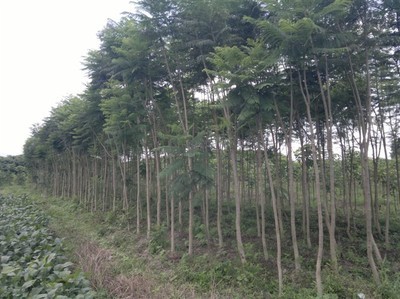 福建綠化苗木批發(fā)/漳州藍(lán)花楹批發(fā)|一淘網(wǎng)優(yōu)惠購(gòu)|購(gòu)就省錢