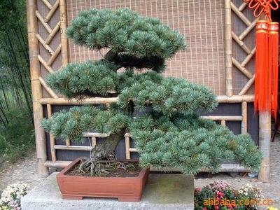 【綠化設計圖中的喬木與灌木之分】價格、產品供應,綠化設計圖中的喬木與灌木之分廠家批發-1024商務網