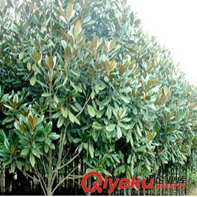 供應花卉綠化工程苗 廣玉蘭小苗批發 2-3-5-8-10公分-沭陽縣萬花軒苗圃提供供應花卉綠化工程苗 廣玉蘭小苗批發 2-3-5-8-10公分的相關介紹、產品、服務、圖片、價格沭陽縣萬花軒苗圃、綠化苗木;果樹;盆景;種子;承接綠化工程