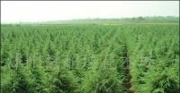 各種規格雪松苗木[供應]_各種規格雪松苗木價格_各種規格雪松苗木廠家_世界工廠網產品信息庫