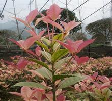 【南京新產品五彩桂花苗、鴻林苗木(圖)、五彩桂花圖片】價格,廠家,圖片,工程承包,常州鴻林苗木專業合作社chun銷售部-中國行業信息網