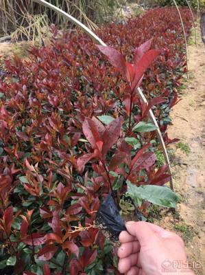 【綠化灌木紅葉石楠袋苗銷售、質優價廉】綠化苗木,價格,廠家,供應商,花木,龍海市東泗興輝園藝場 - 產品庫