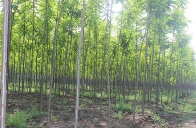 10畝地農(nóng)村小伙放棄耕田種速生樹,年底收入100萬(wàn)讓村民看紅了眼