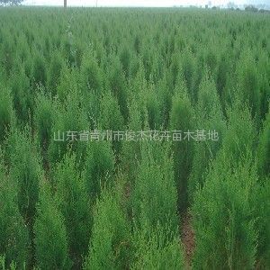 保定榆樹苗木基地、保定榆樹苗木批發(fā)、榆樹苗木價(jià)格-常青苗木--產(chǎn)品大全--E路網(wǎng)