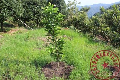 【2年嫁接玉環(huán)文旦柚子樹苗廠家直銷專業(yè)培育保質量敏會苗木】臺州市黃巖敏會苗木專業(yè)合作社 - 產(chǎn)品庫