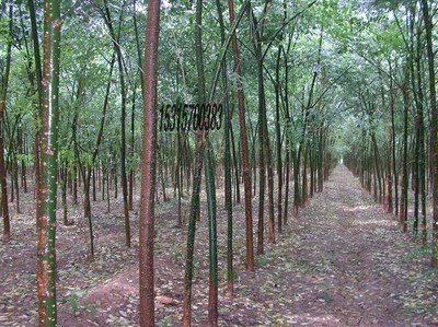 耐寒苗木、北欒、垂柳、旱柳、國槐圖片