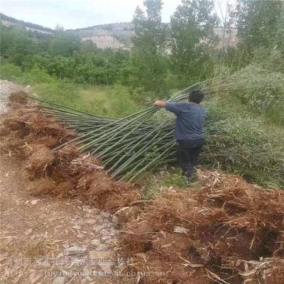 主營產品:花卉租擺、工廠綠化工程、各種綠化苗木、花卉基地直銷