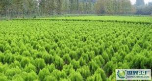 苗木-花木、柏球、花柏球、蜀檜球、大葉黃楊_農副產品_世界工廠網中國產品信息庫