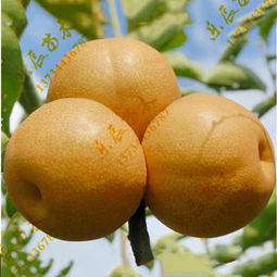 新聞 成都香紅蜜梨梨樹(shù)苗基地