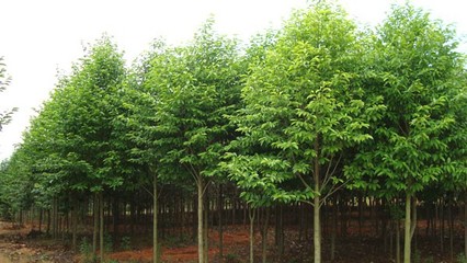 奉新綠霖苗木專業(yè)合作社 專業(yè)花卉種植，綻放鄉(xiāng)村經(jīng)濟(jì)新活力