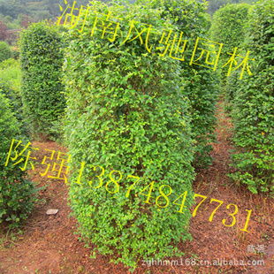 湖南風(fēng)馳園林 精品小葉雨針柱形樹，綠化苗木的專業(yè)供應(yīng)商