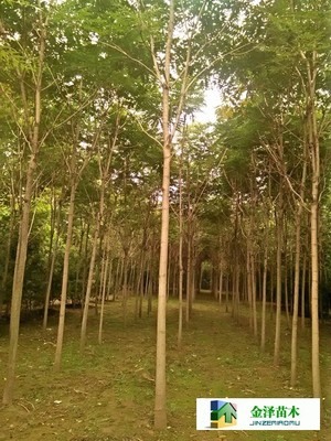 千頭椿苗木的南北種植熱土 遼寧、山西、山東及河北保定博野金澤基地